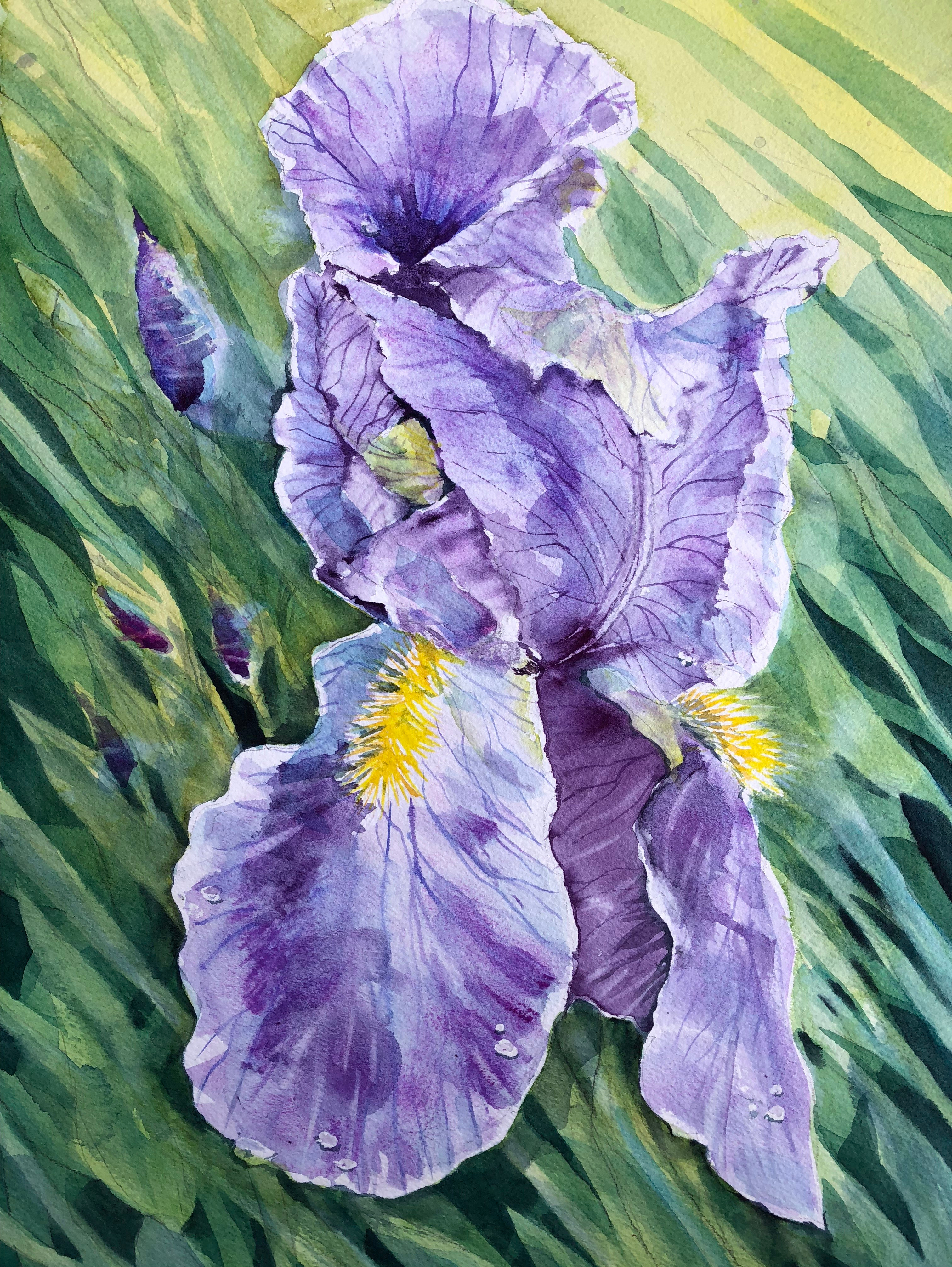 Iris at Almesbury Court